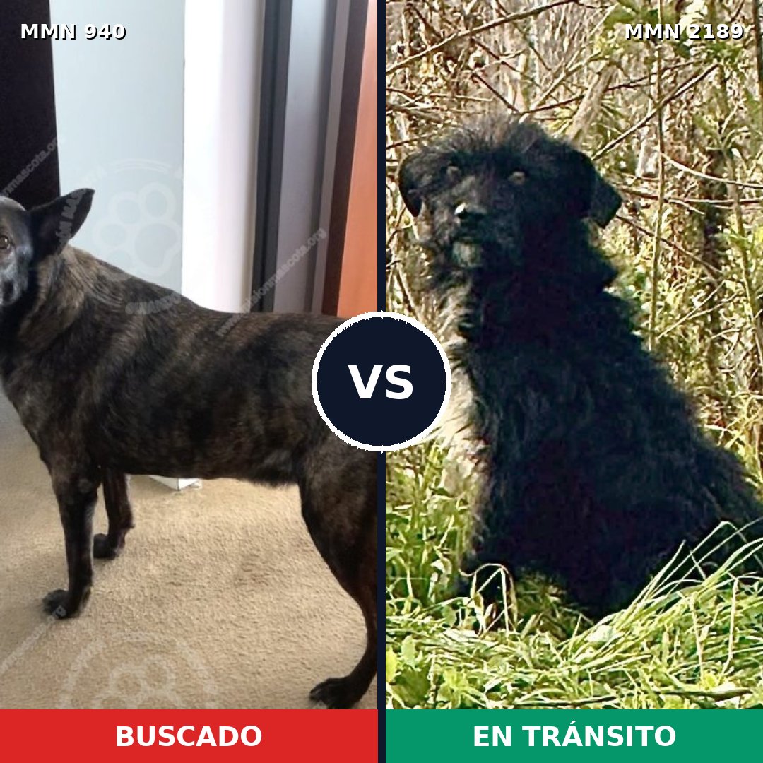 Comparativa MMS 65848: mascota perdida y mascota encontrada, 50% de similitud
