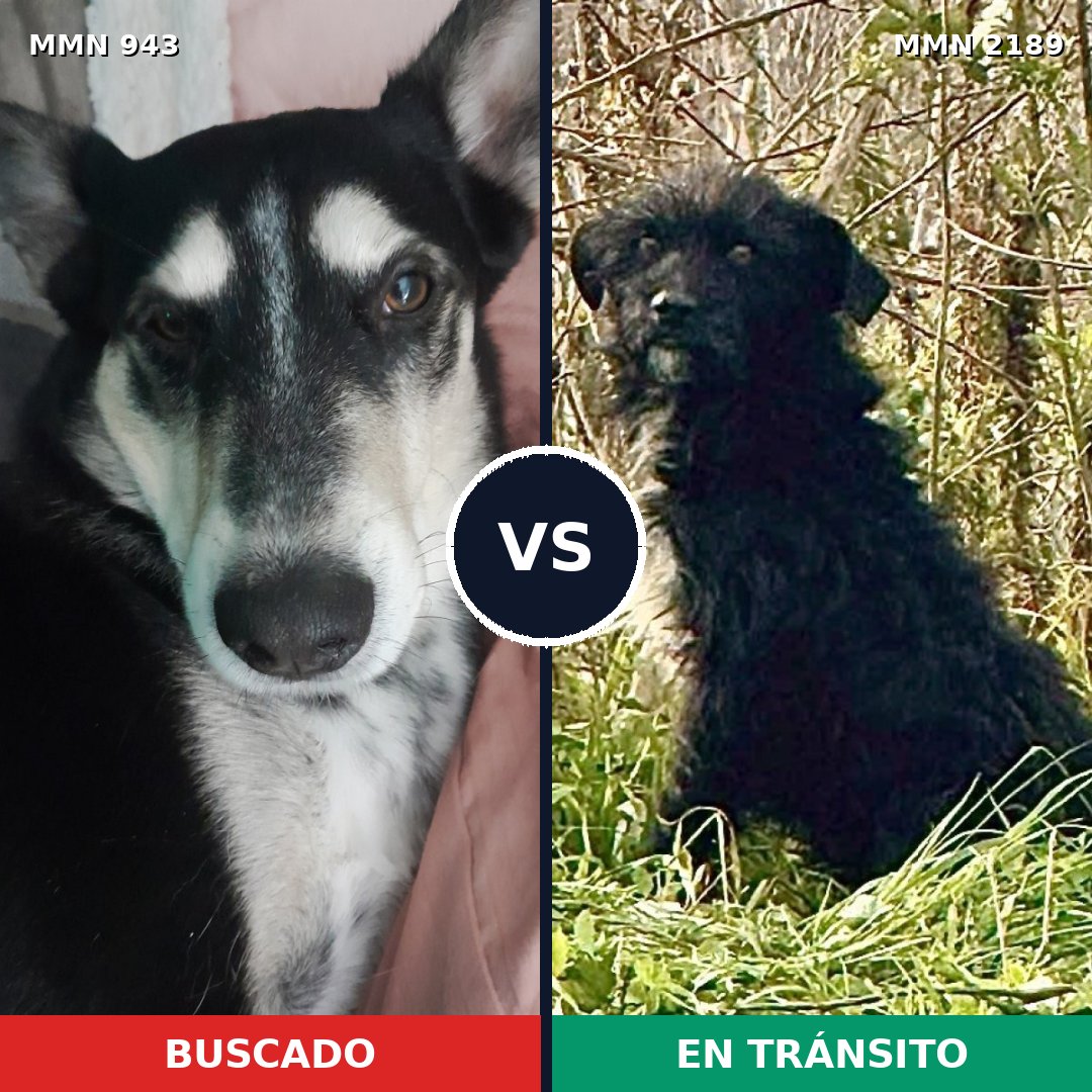 Comparativa MMS 65849: mascota perdida y mascota encontrada, 71% de similitud