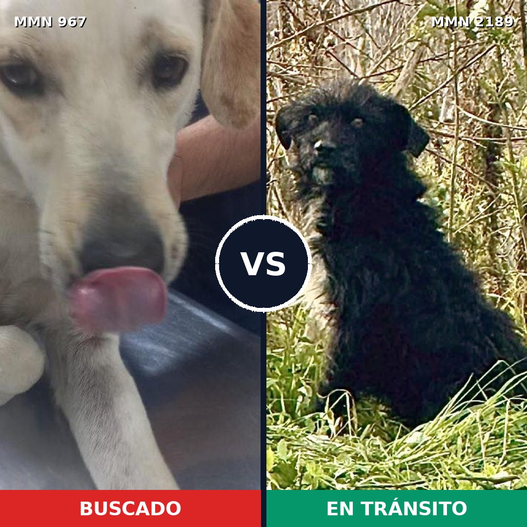 Comparativa MMS 65851: mascota perdida y mascota encontrada, 59% de similitud