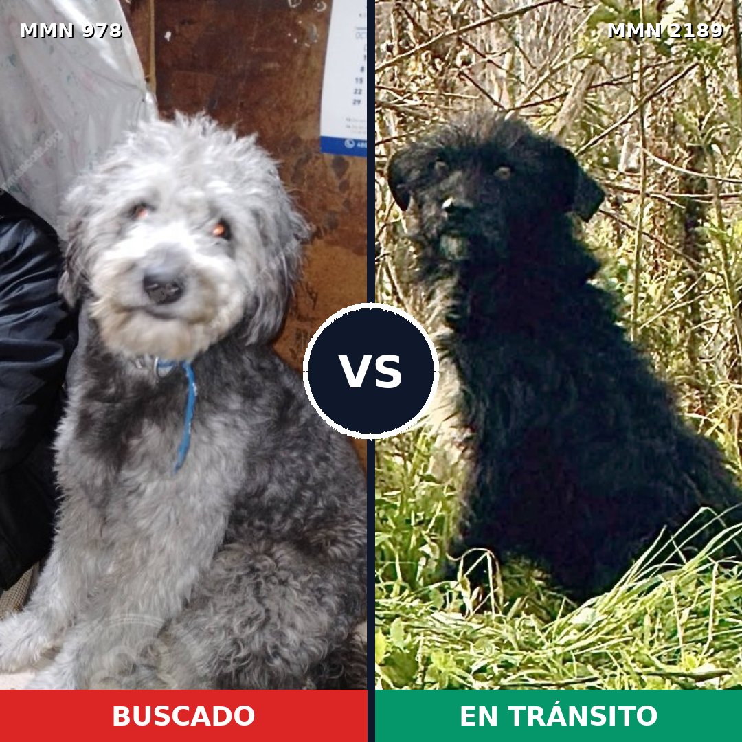 Comparativa MMS 65852: mascota perdida y mascota encontrada, 52% de similitud