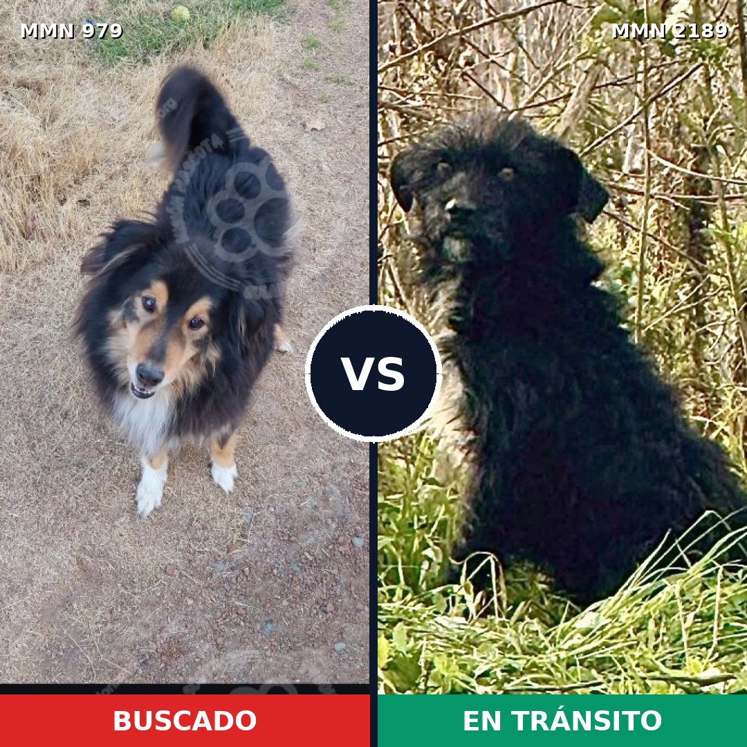 Comparativa MMS 65853: mascota perdida y mascota encontrada, 41% de similitud