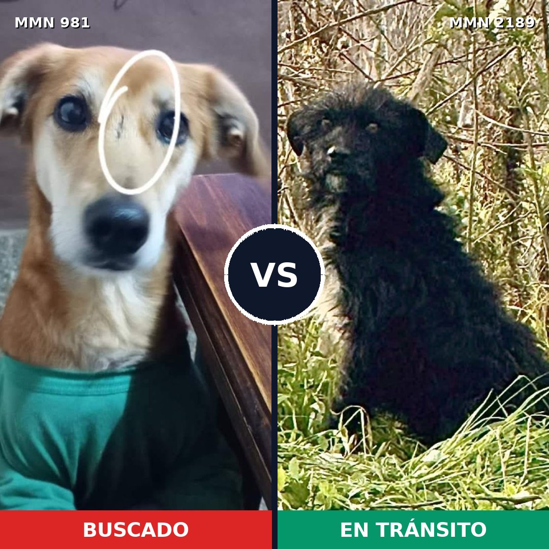 Comparativa MMS 65854: mascota perdida y mascota encontrada, 74% de similitud