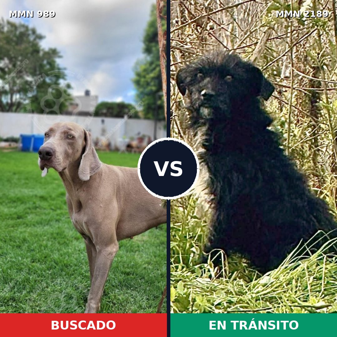 Comparativa MMS 65855: mascota perdida y mascota encontrada, 34% de similitud