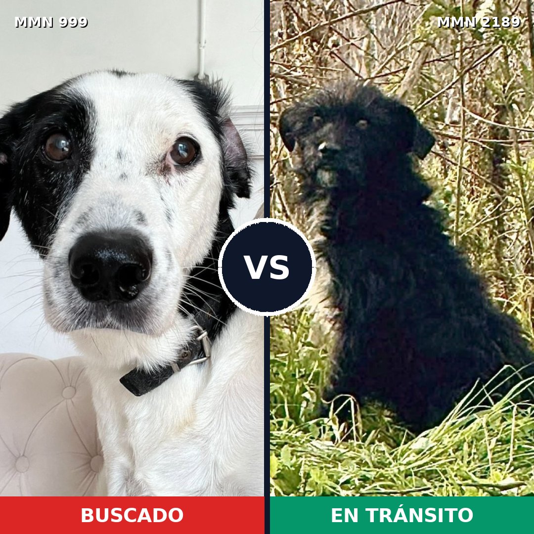 Comparativa MMS 65856: mascota perdida y mascota encontrada, 51% de similitud