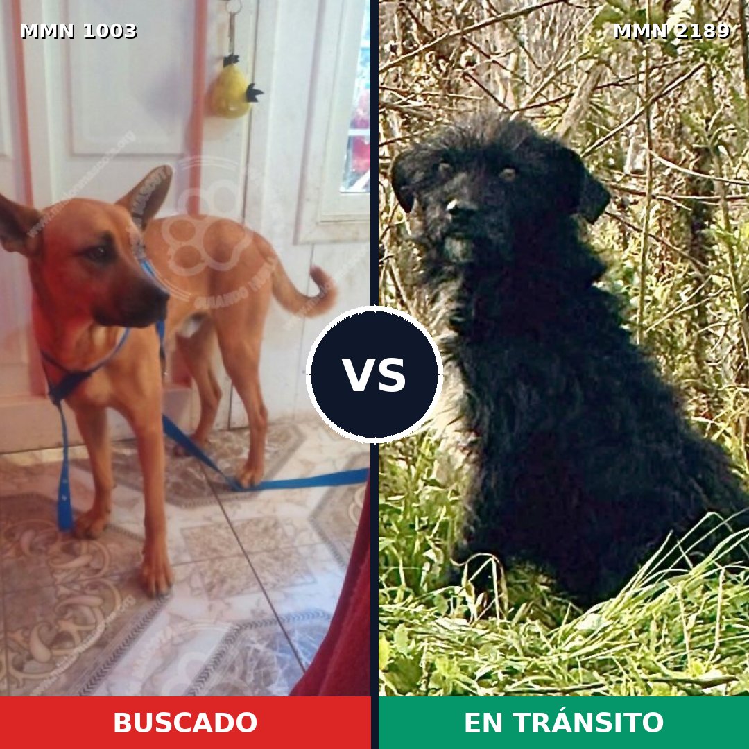 Comparativa MMS 65857: mascota perdida y mascota encontrada, 34% de similitud