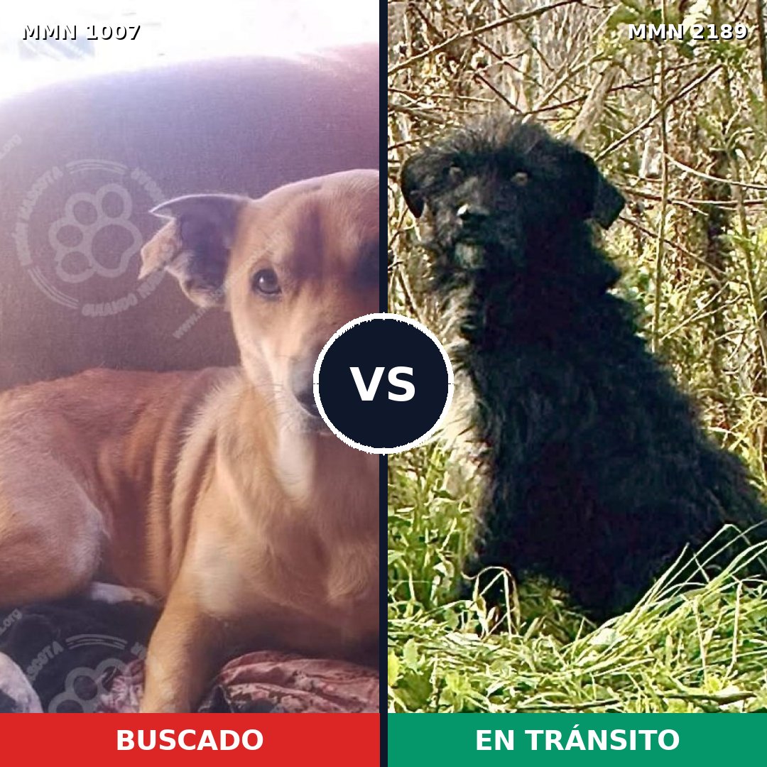 Comparativa MMS 65859: mascota perdida y mascota encontrada, 72% de similitud