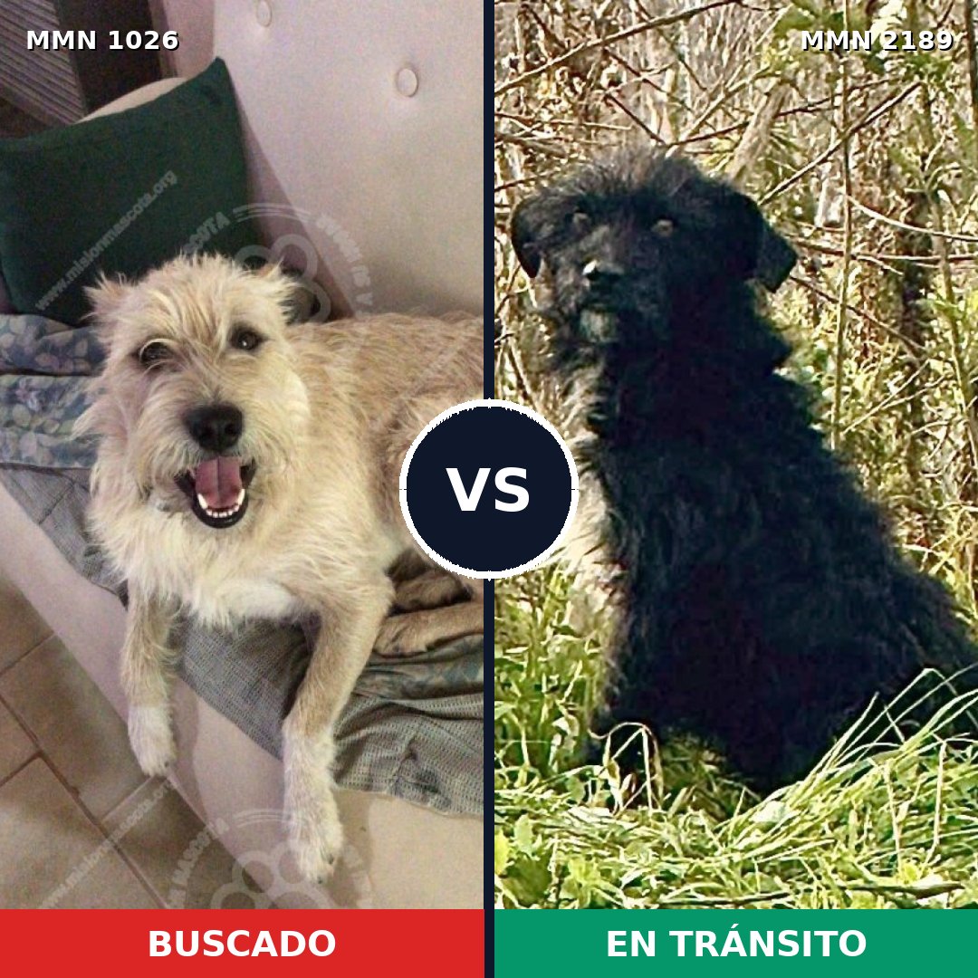 Comparativa MMS 65861: mascota perdida y mascota encontrada, 57% de similitud