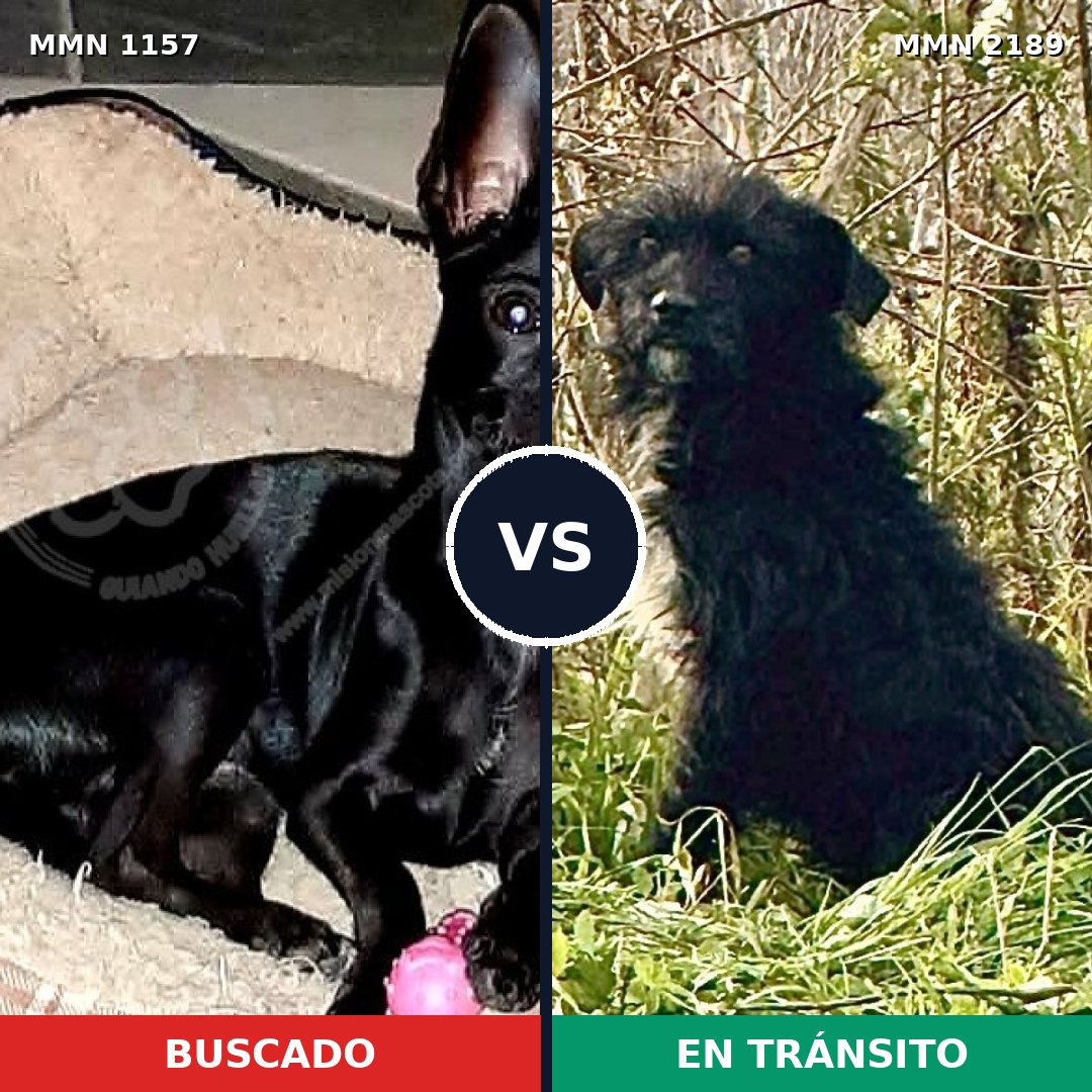 Comparativa MMS 65862: mascota perdida y mascota encontrada, 40% de similitud