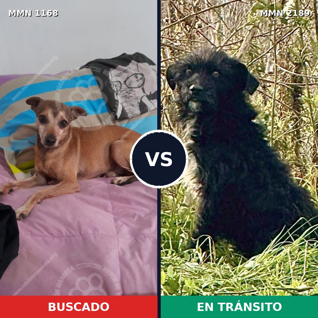 Comparativa MMS 65864: mascota perdida y mascota encontrada, 34% de similitud