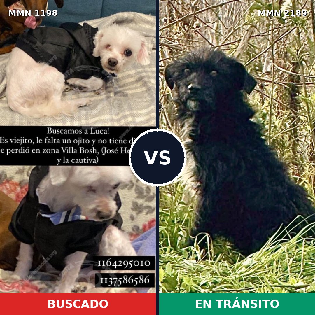 Comparativa MMS 65865: mascota perdida y mascota encontrada, 39% de similitud