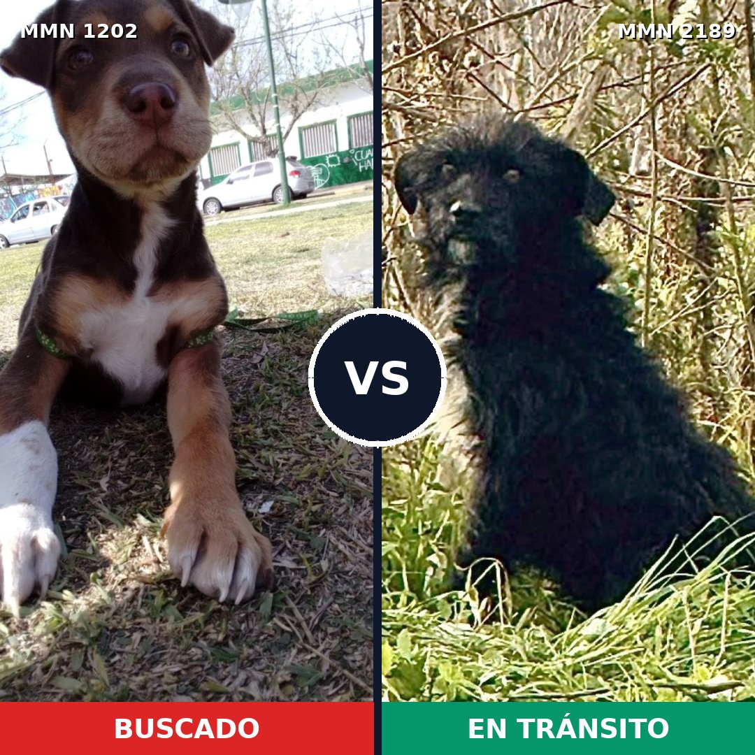 Comparativa MMS 65866: mascota perdida y mascota encontrada, 40% de similitud