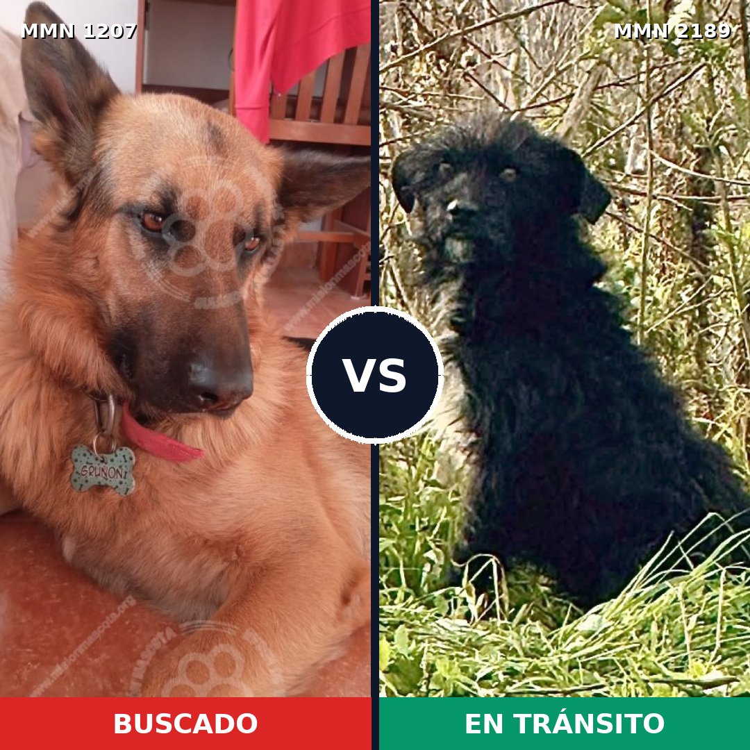 Comparativa MMS 65867: mascota perdida y mascota encontrada, 28% de similitud