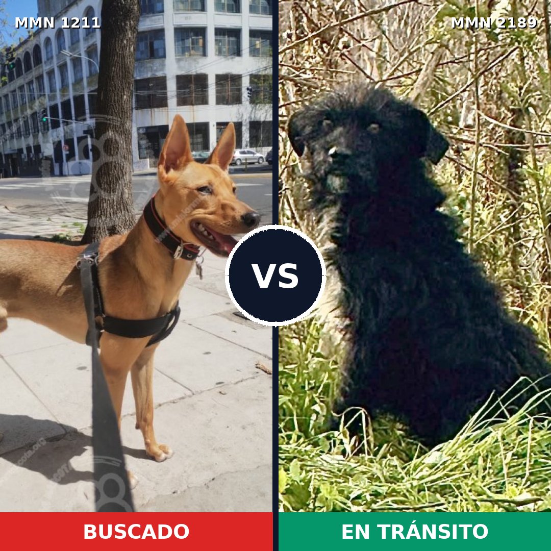 Comparativa MMS 65868: mascota perdida y mascota encontrada, 74% de similitud