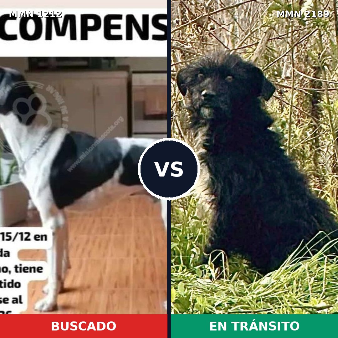 Comparativa MMS 65869: mascota perdida y mascota encontrada, 46% de similitud