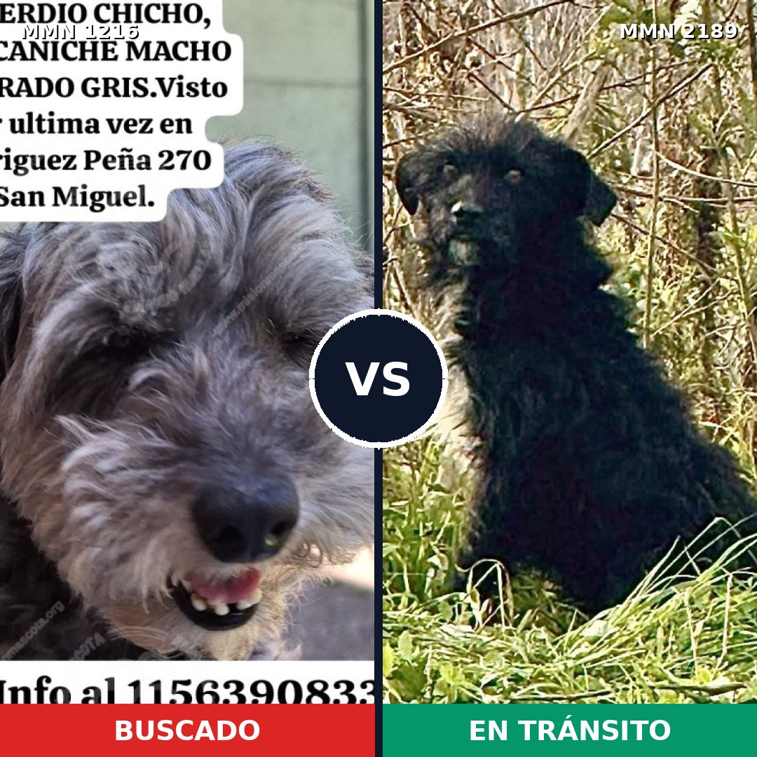Comparativa MMS 65870: mascota perdida y mascota encontrada, 50% de similitud