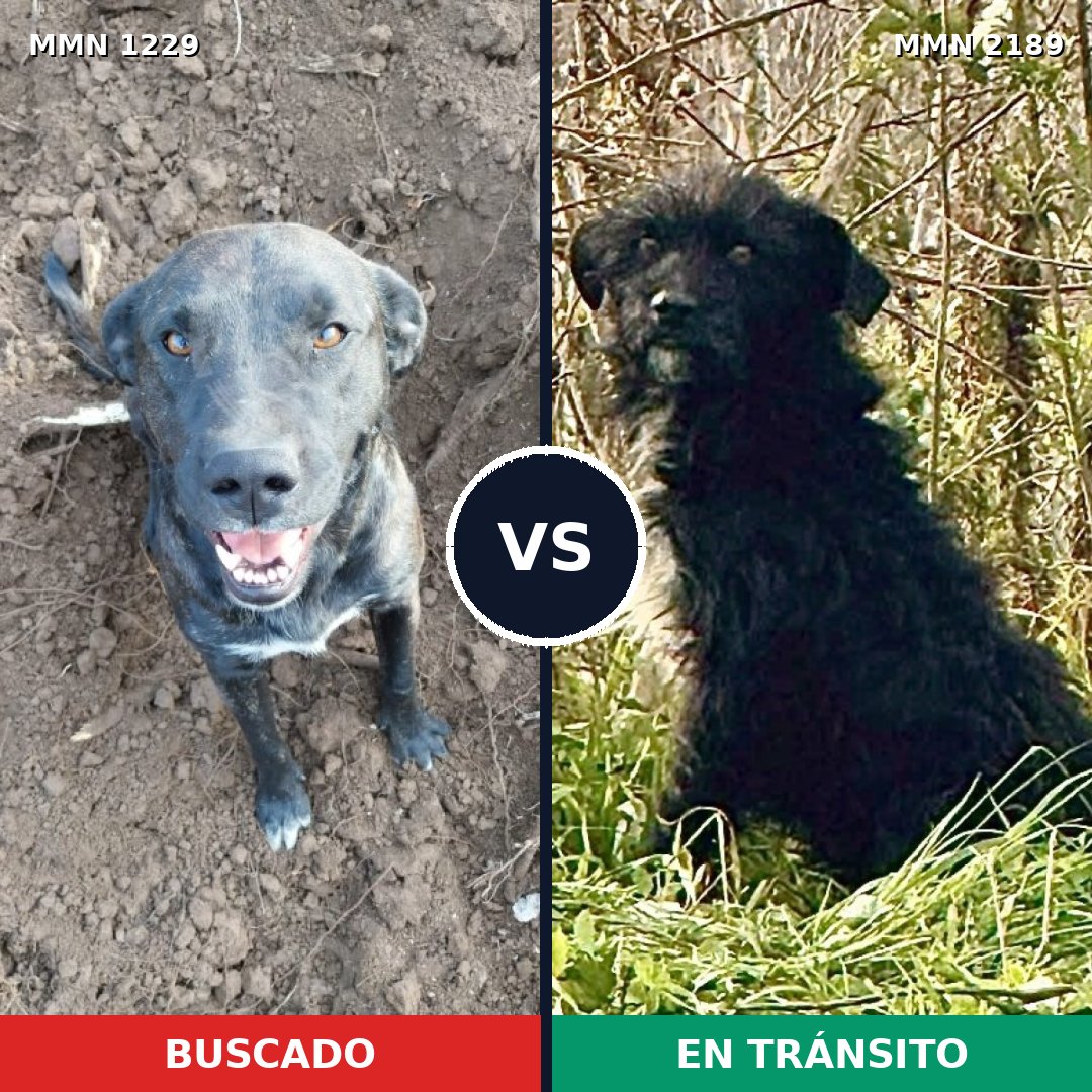 Comparativa MMS 65871: mascota perdida y mascota encontrada, 41% de similitud