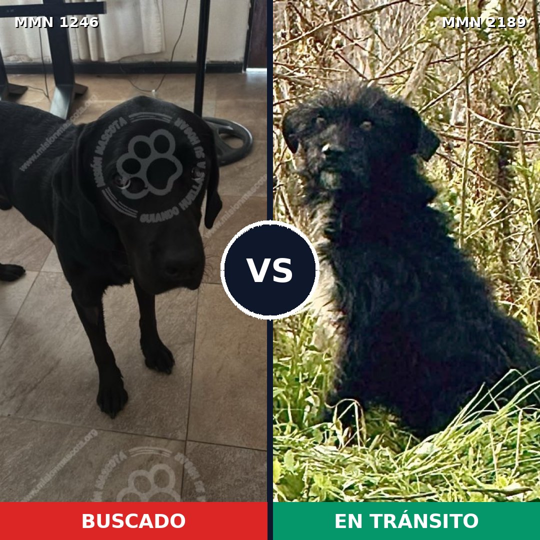 Comparativa MMS 65873: mascota perdida y mascota encontrada, 50% de similitud