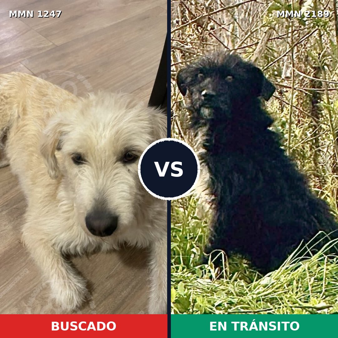 Comparativa MMS 65874: mascota perdida y mascota encontrada, 74% de similitud