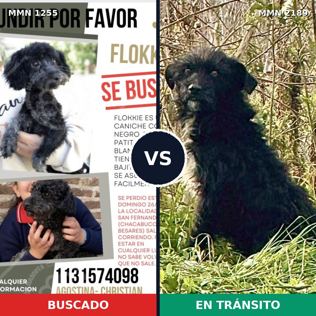 Comparativa MMS 65875: mascota perdida y mascota encontrada, 43% de similitud