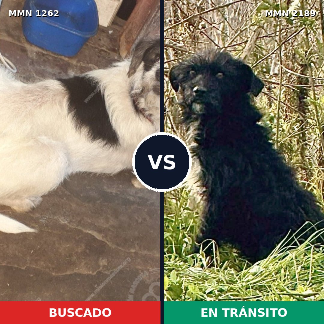 Comparativa MMS 65876: mascota perdida y mascota encontrada, 70% de similitud