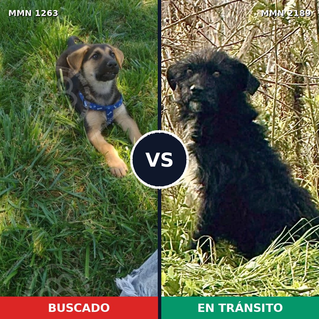 Comparativa MMS 65877: mascota perdida y mascota encontrada, 29% de similitud