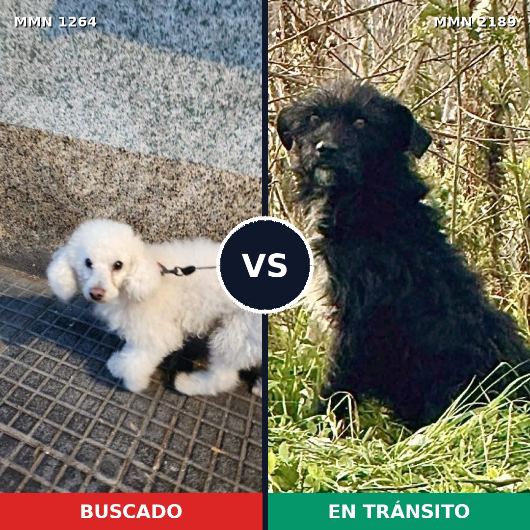 Comparativa MMS 65878: mascota perdida y mascota encontrada, 39% de similitud