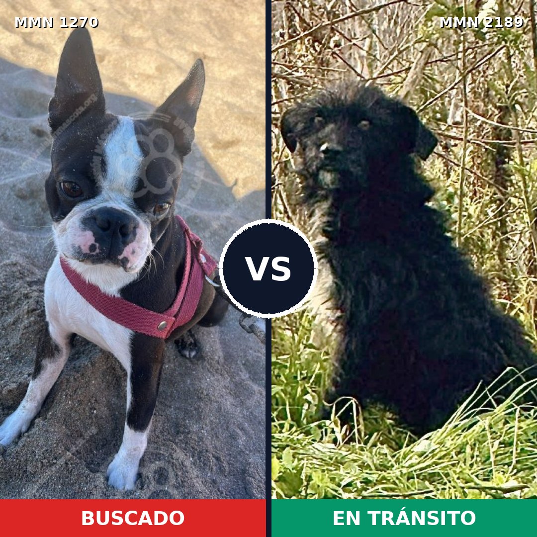 Comparativa MMS 65879: mascota perdida y mascota encontrada, 47% de similitud