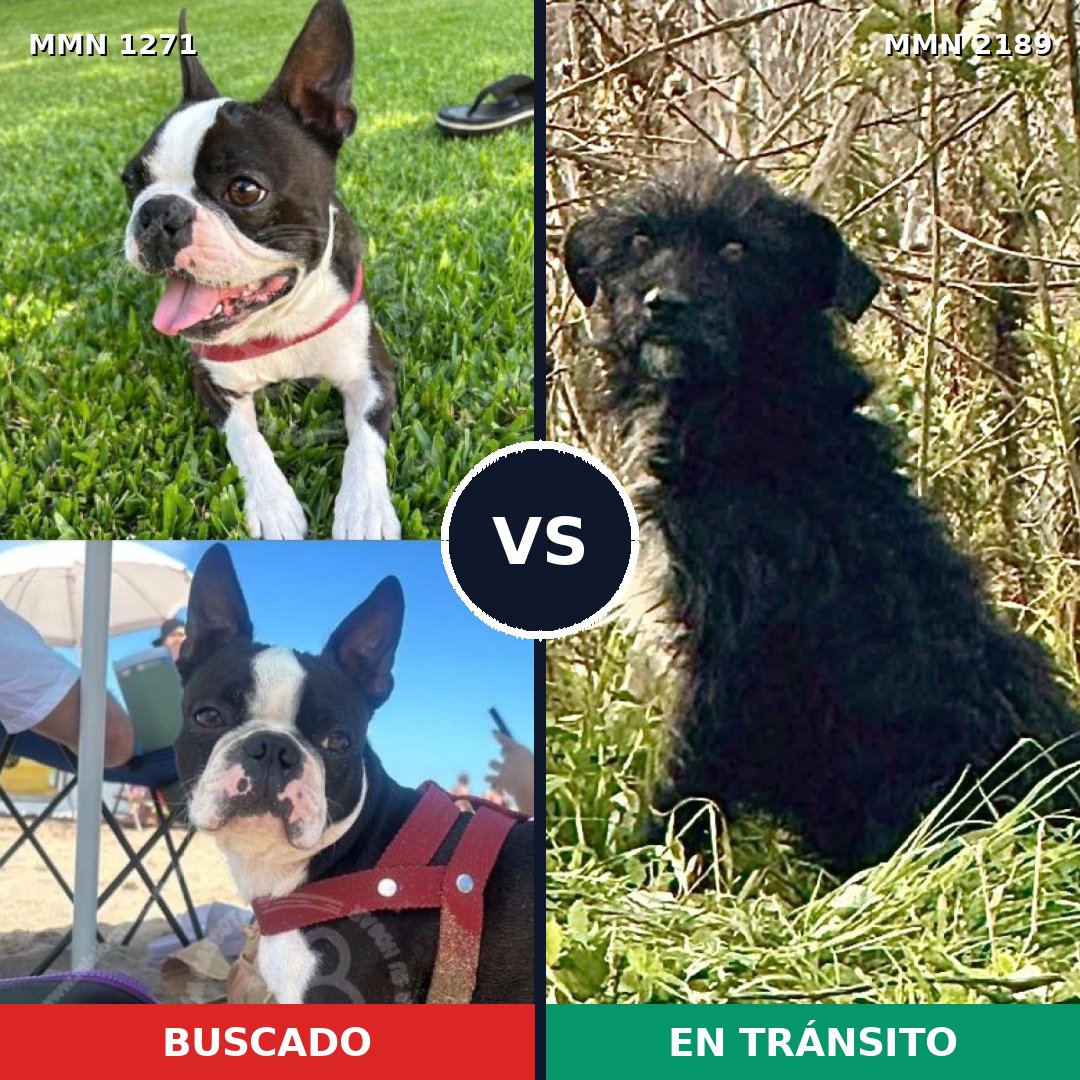 Comparativa MMS 65880: mascota perdida y mascota encontrada, 47% de similitud