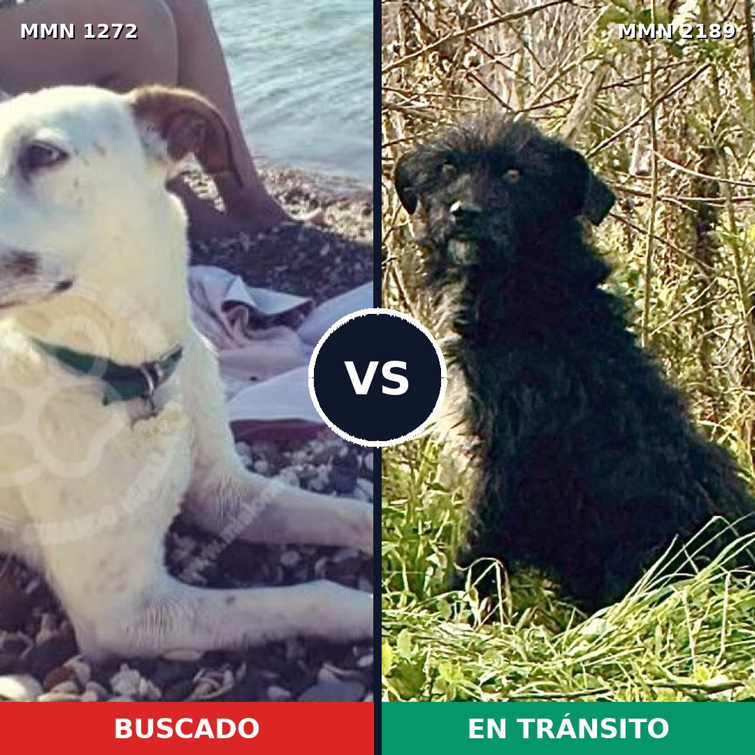 Comparativa MMS 65881: mascota perdida y mascota encontrada, 62% de similitud