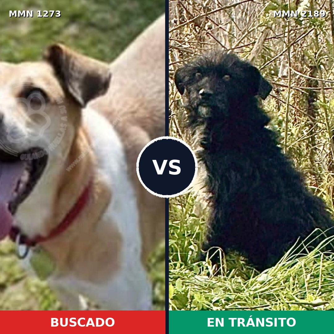 Comparativa MMS 65882: mascota perdida y mascota encontrada, 62% de similitud
