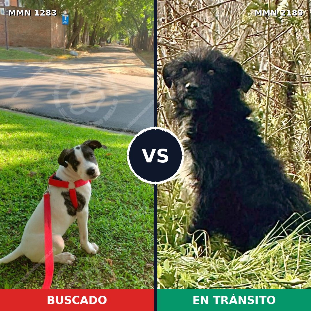 Comparativa MMS 65883: mascota perdida y mascota encontrada, 69% de similitud