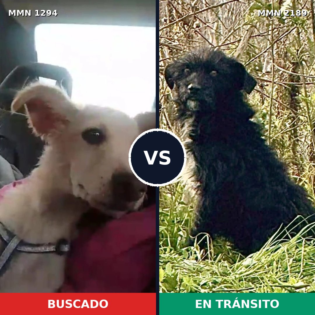 Comparativa MMS 65884: mascota perdida y mascota encontrada, 73% de similitud