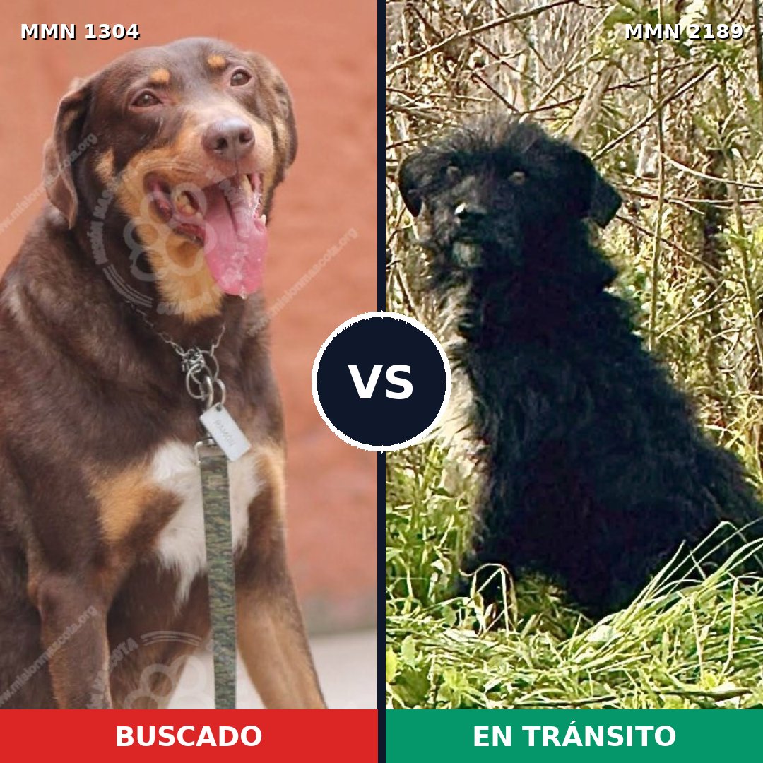 Comparativa MMS 65886: mascota perdida y mascota encontrada, 60% de similitud