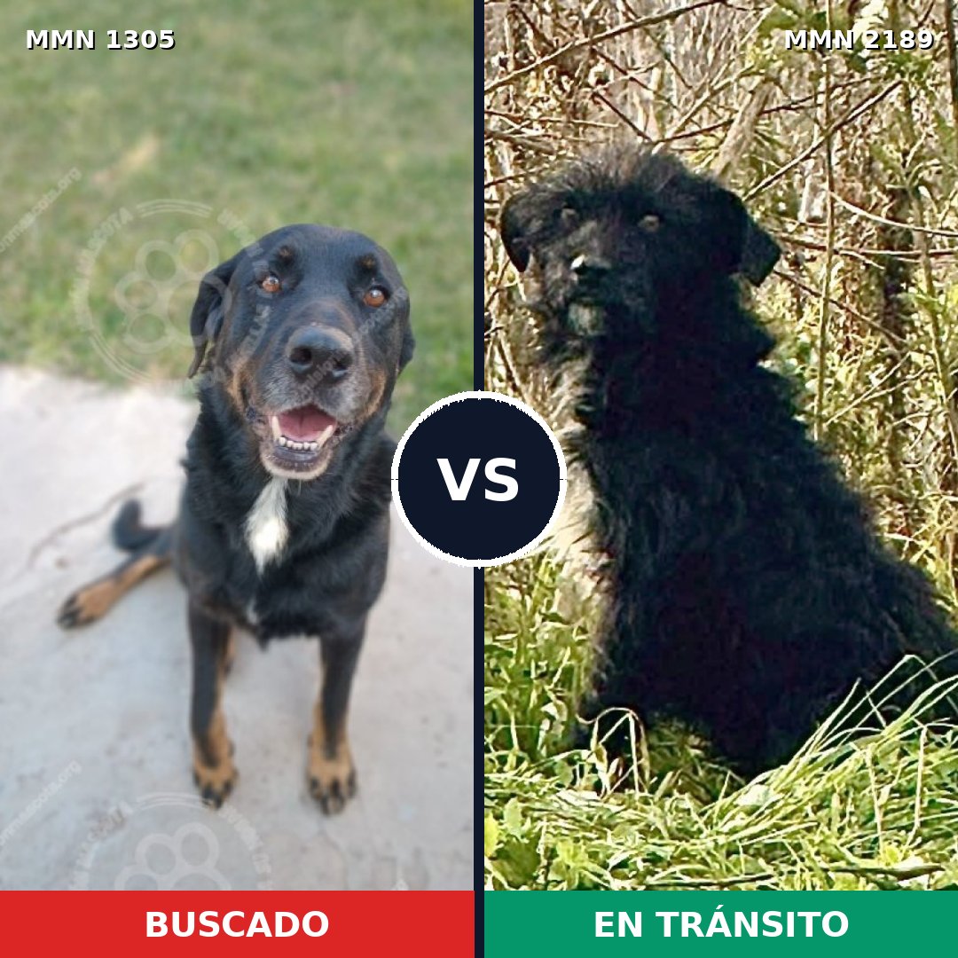 Comparativa MMS 65887: mascota perdida y mascota encontrada, 59% de similitud