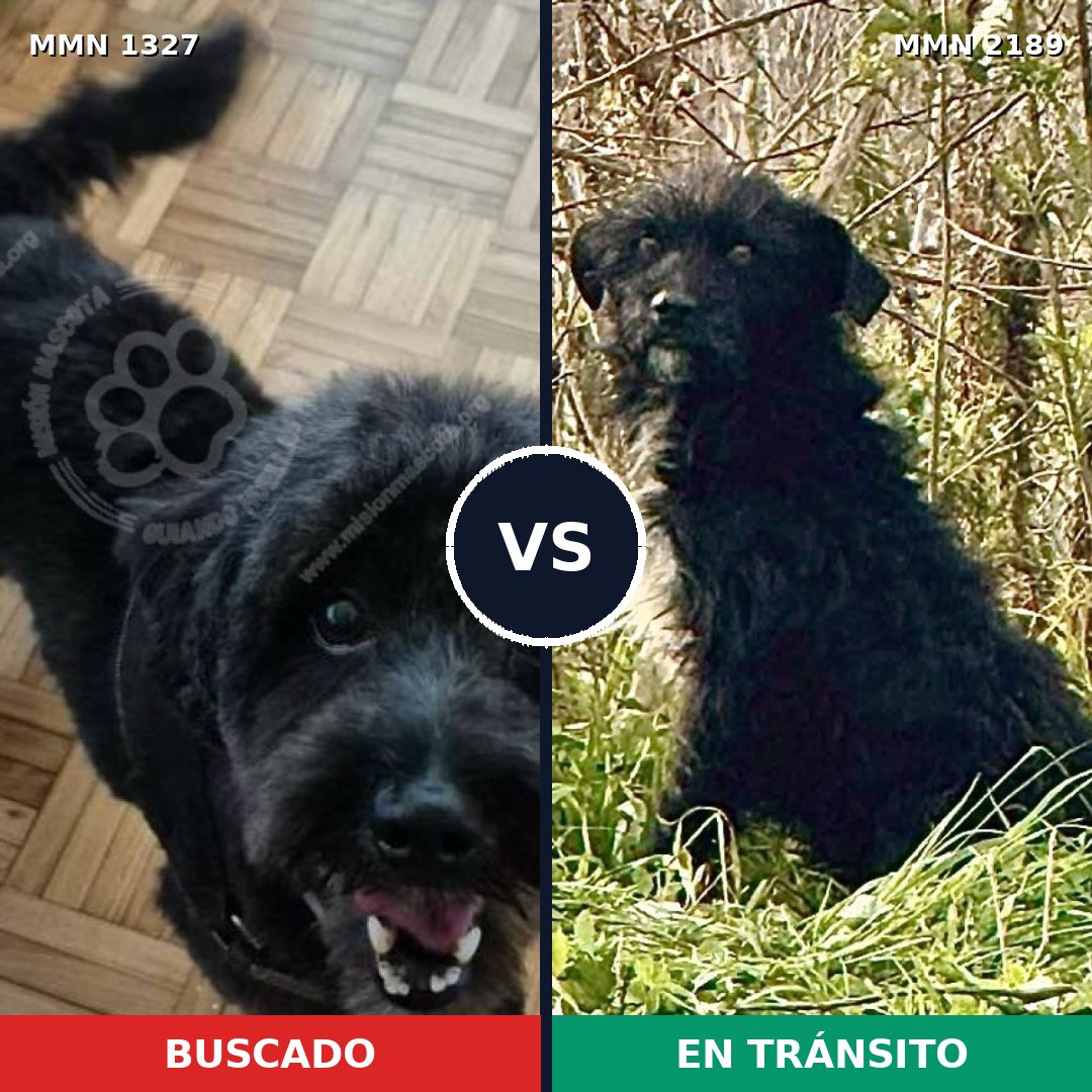 Comparativa MMS 65888: mascota perdida y mascota encontrada, 70% de similitud