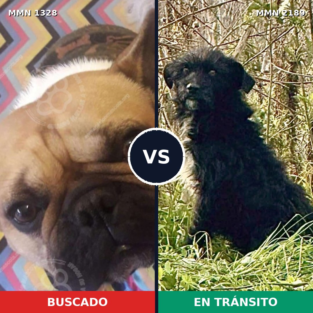 Comparativa MMS 65889: mascota perdida y mascota encontrada, 43% de similitud