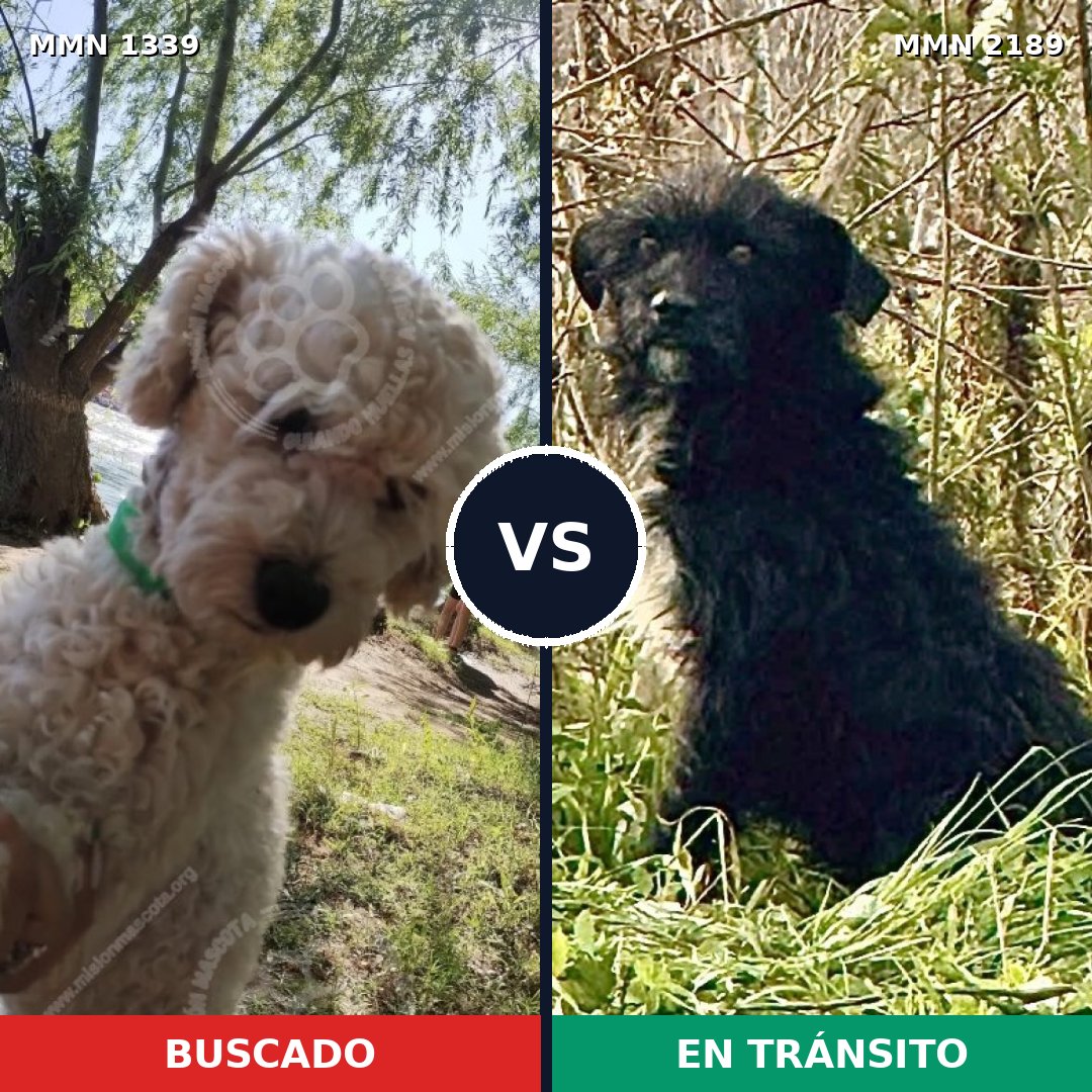 Comparativa MMS 65891: mascota perdida y mascota encontrada, 33% de similitud