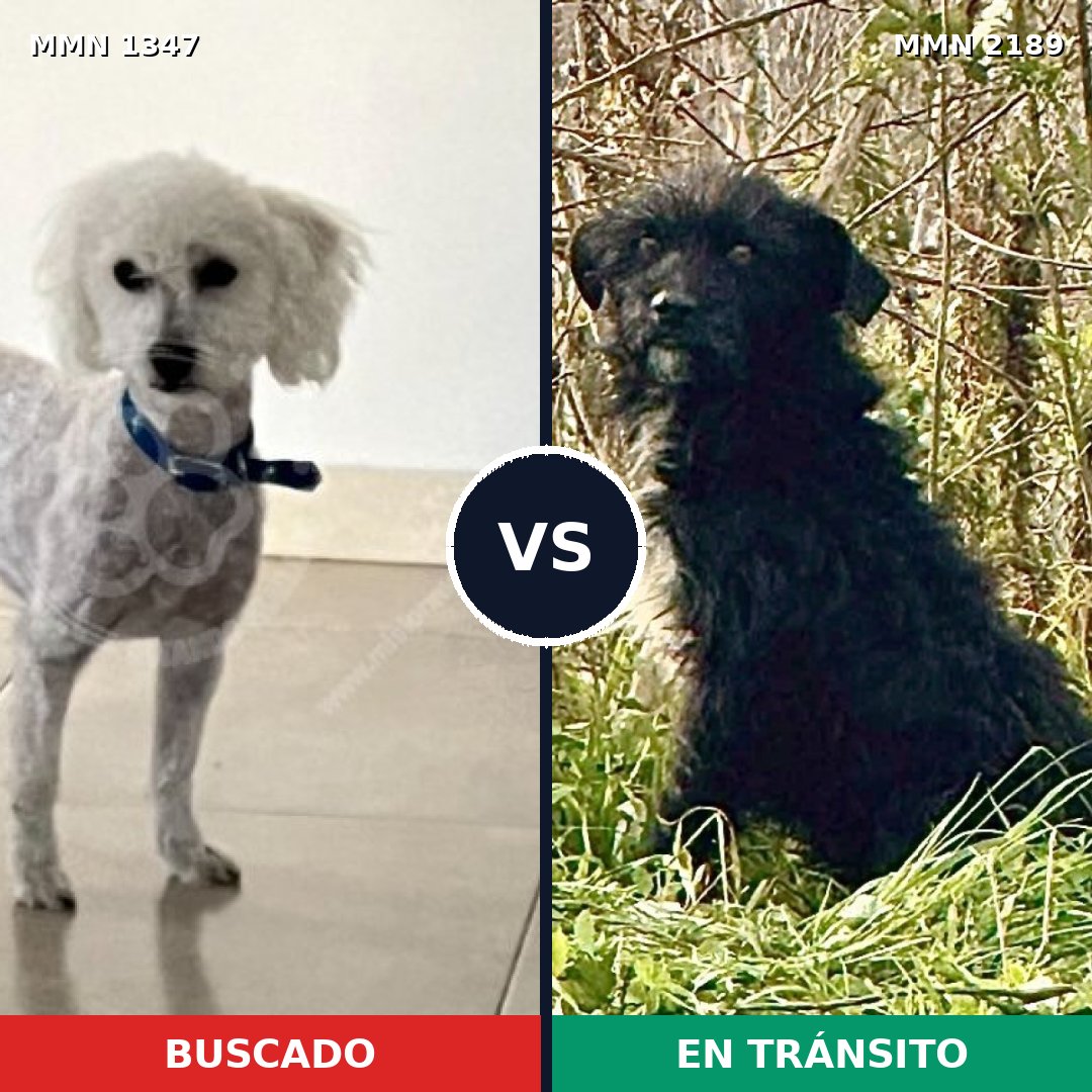 Comparativa MMS 65892: mascota perdida y mascota encontrada, 32% de similitud