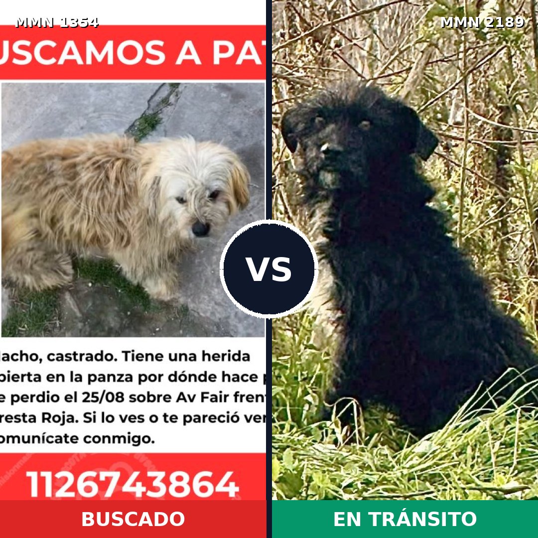 Comparativa MMS 65893: mascota perdida y mascota encontrada, 73% de similitud
