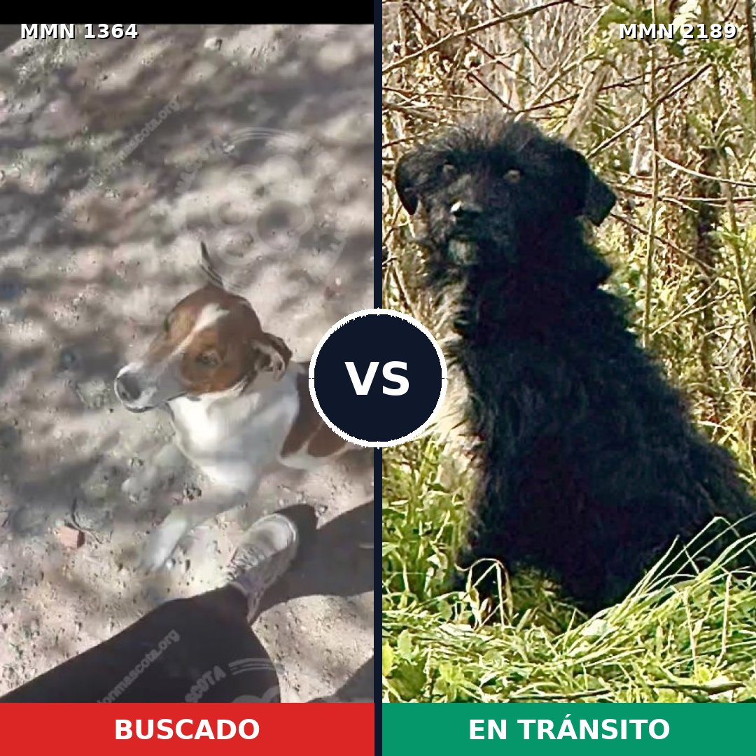 Comparativa MMS 65894: mascota perdida y mascota encontrada, 28% de similitud