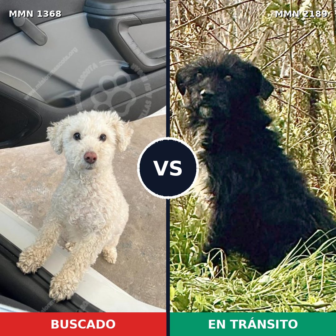 Comparativa MMS 65895: mascota perdida y mascota encontrada, 41% de similitud