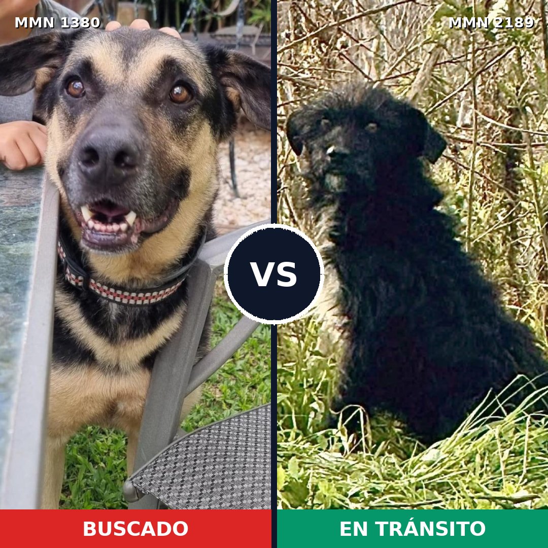 Comparativa MMS 65899: mascota perdida y mascota encontrada, 57% de similitud