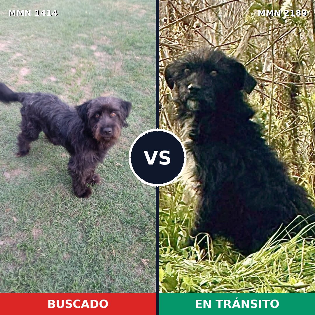 Comparativa MMS 65903: mascota perdida y mascota encontrada, 49% de similitud