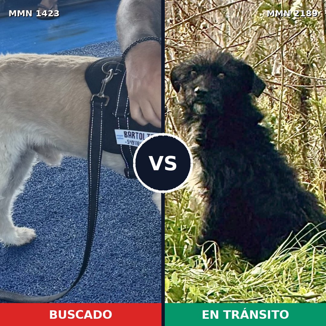 Comparativa MMS 65904: mascota perdida y mascota encontrada, 71% de similitud