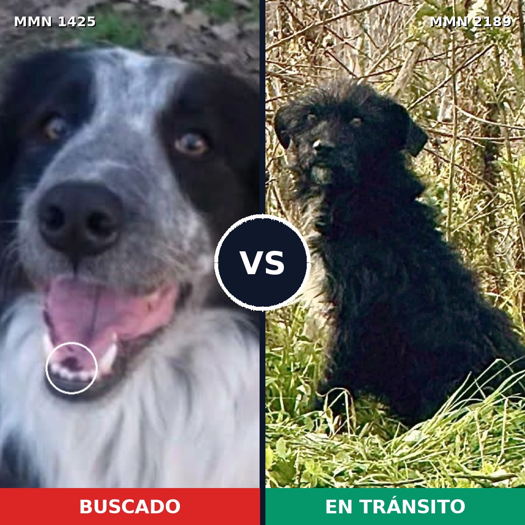 Comparativa MMS 65905: mascota perdida y mascota encontrada, 46% de similitud
