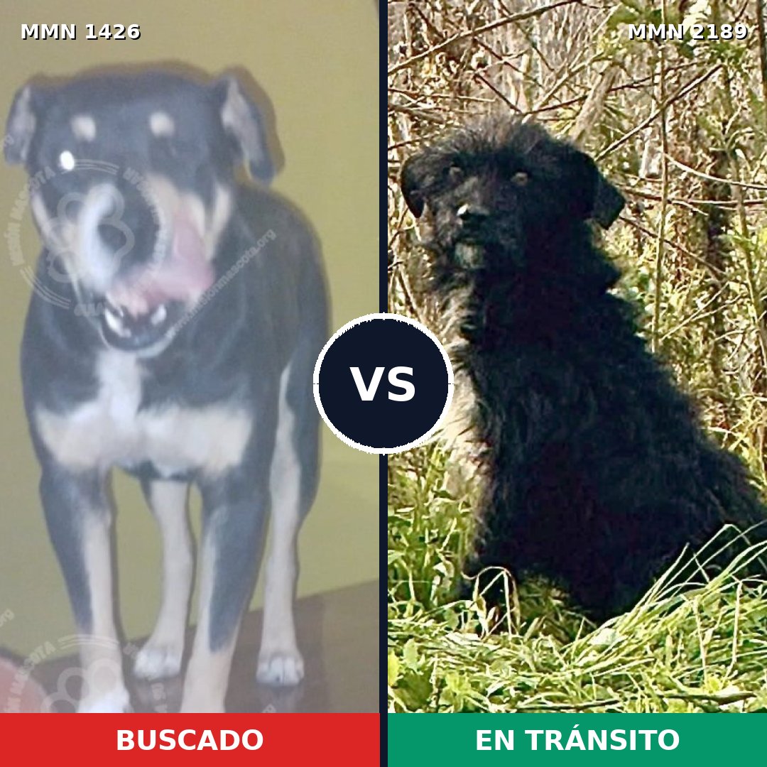 Comparativa MMS 65906: mascota perdida y mascota encontrada, 75% de similitud