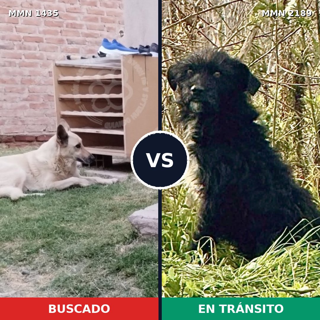 Comparativa MMS 65908: mascota perdida y mascota encontrada, 57% de similitud