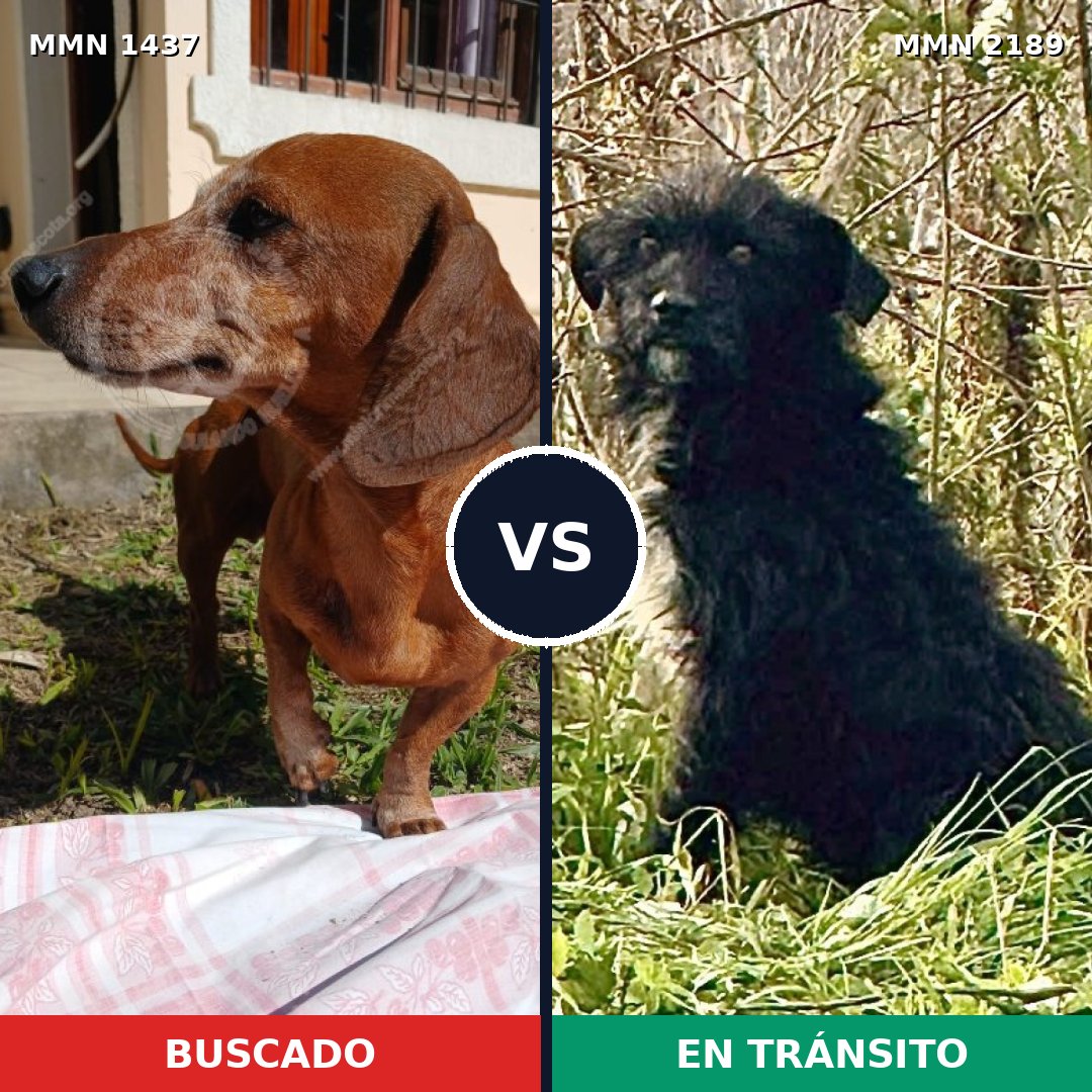 Comparativa MMS 65910: mascota perdida y mascota encontrada, 27% de similitud