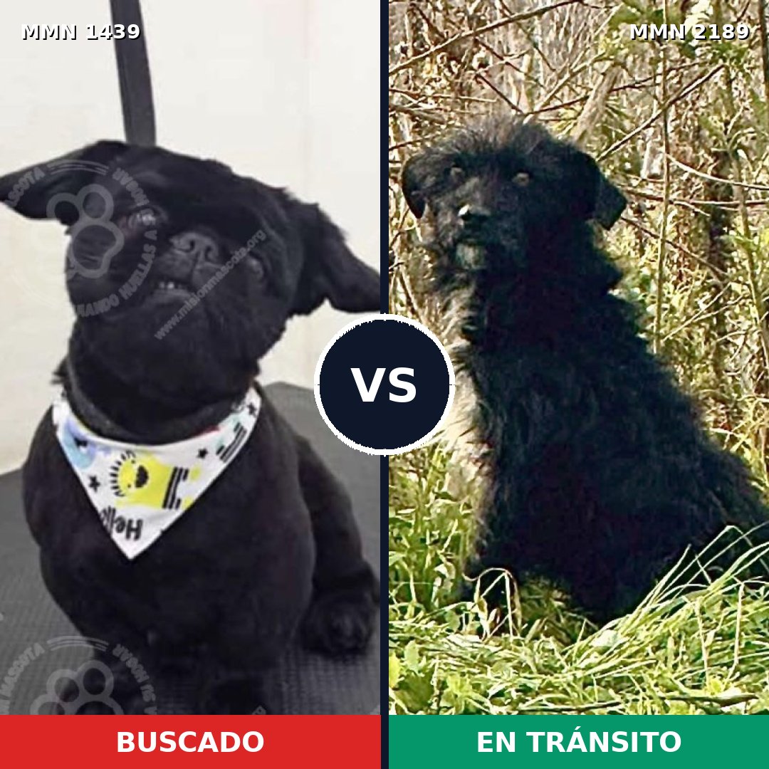 Comparativa MMS 65911: mascota perdida y mascota encontrada, 31% de similitud