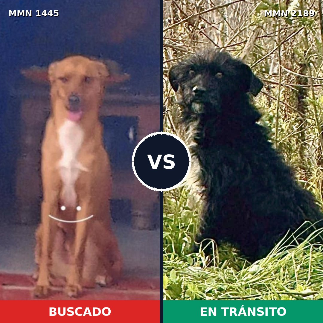 Comparativa MMS 65912: mascota perdida y mascota encontrada, 74% de similitud